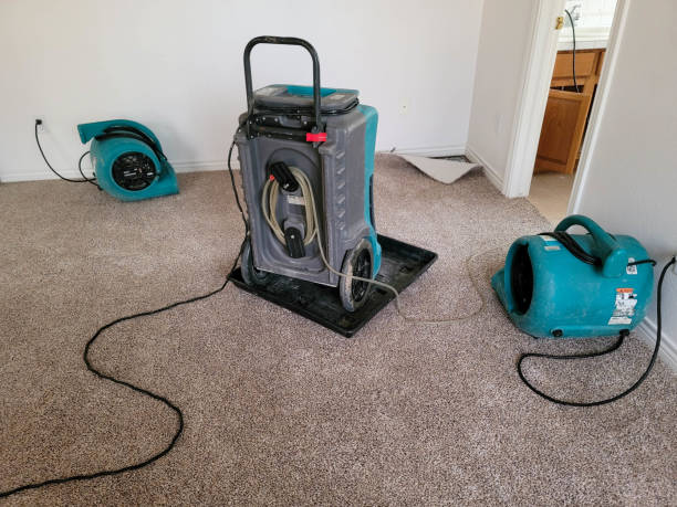 Best Carpet water damage restoration  in Hector, MN