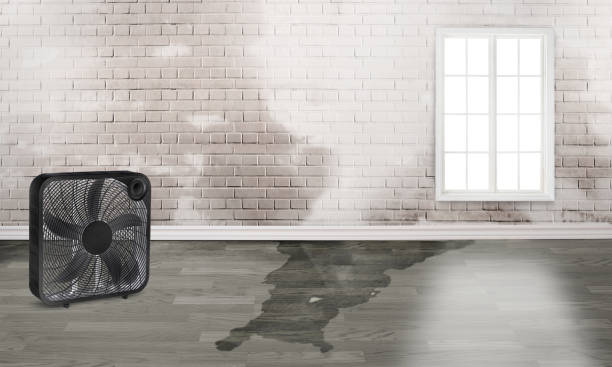 Best Flood restoration services  in Hector, MN