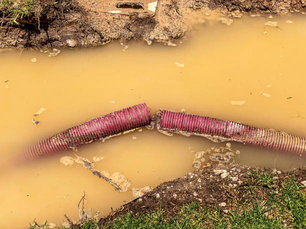Best Residential water damage restoration  in Hector, MN