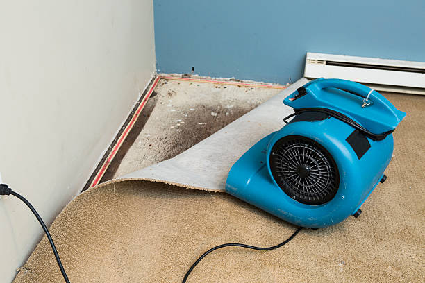 Best Water damage restoration near me  in Hector, MN